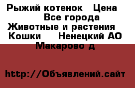 Рыжий котенок › Цена ­ 1 - Все города Животные и растения » Кошки   . Ненецкий АО,Макарово д.